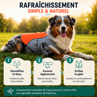 Harnais gilet rafraîchissant réfléchissant